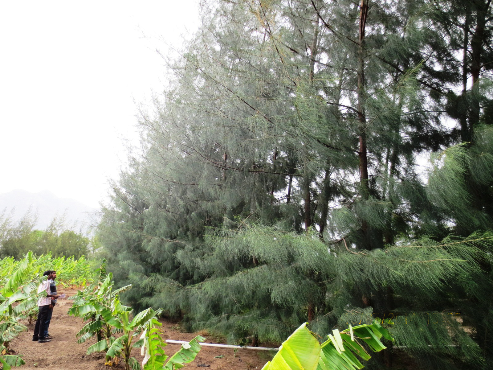Windbreak clones of IFGTB in Banana field